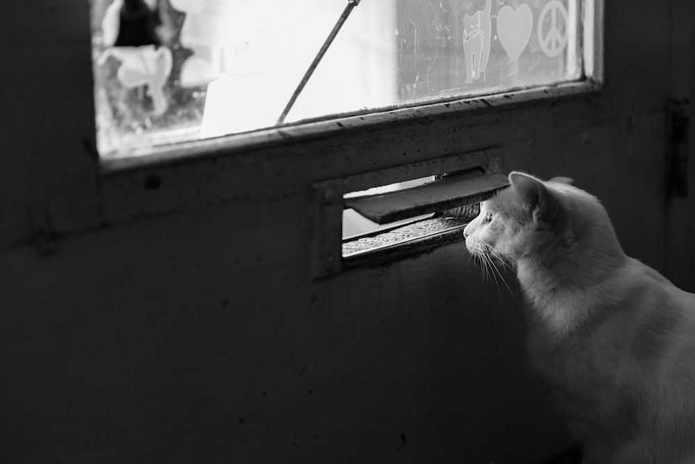 cat-mailslot.jpg